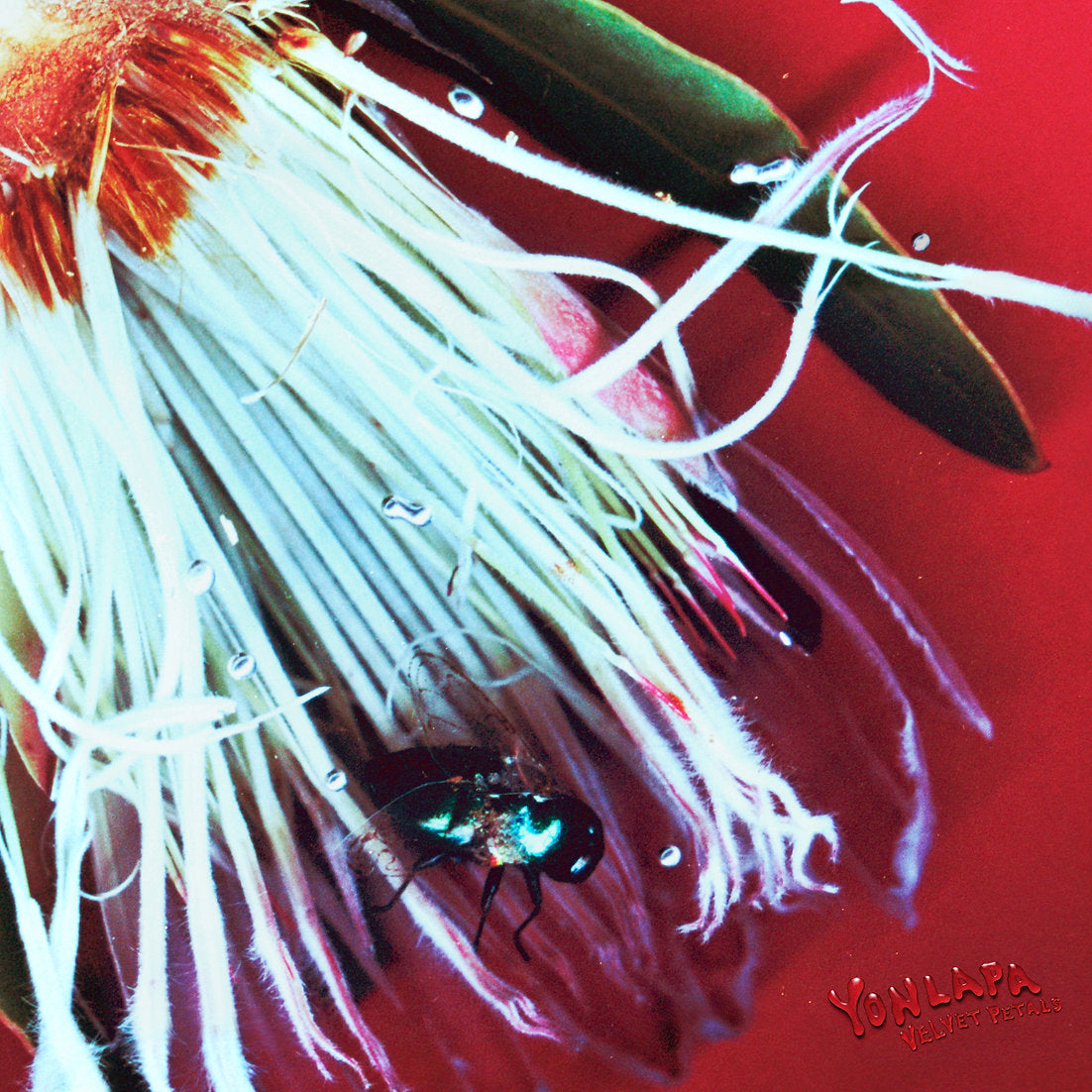 INDIE – ODD TAPE