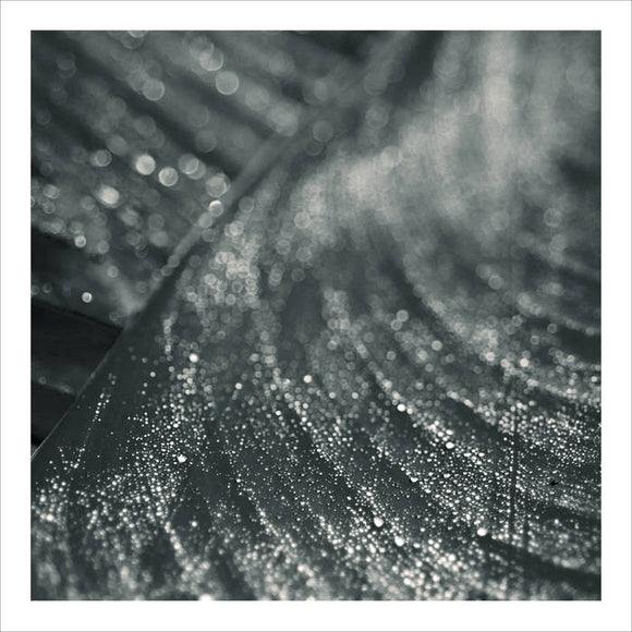 Moss (Recur) (+DL)【TAPE】-  Moss