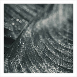 Moss (Recur) (+DL)【TAPE】-  Moss