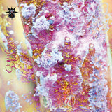 SAUCO【TAPE】- Qoa